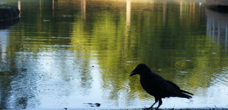 Parc Yoyogi à Tokyo, Corbeau profitant de l'étang