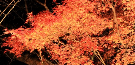 Kiyomizu-dera, light-up en période de momiji 8