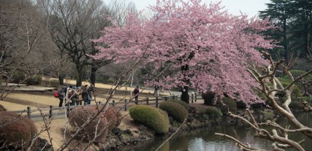 Shinjuku Gyoen (Tokyo), Cerisier précoce en fleurs et photographes amateurs 2
