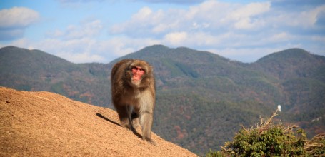Iwatayama à Kyoto, Macaque japonais