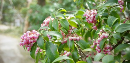 Isui-en (Nara), Floraison 2