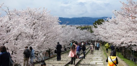 Keage Incline (Kyoto), voies de chemin de fer et cerisiers en fleurs au printemps