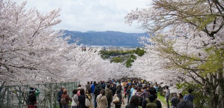 Keage Incline (Kyoto), visiteurs pendant la floraison des Sakura 3
