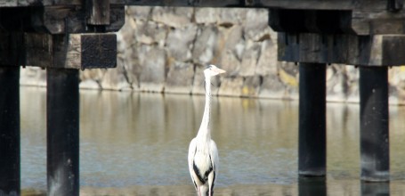 Matsumoto, héron et pont rouge sur les douves du château