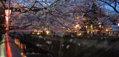  Naka Meguro-gawa à Shibuya (Tokyo), Branches de cerisiers en fleurs au-dessus de la rivière
