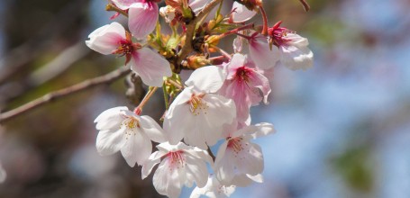 Namba Yasaka-jinja (Osaka), Fleurs de cerisiers Somei Yoshino en fin de floraison en avril