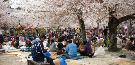 Parc Maruyama (Kyoto), Célébration de Ohanami au printemps