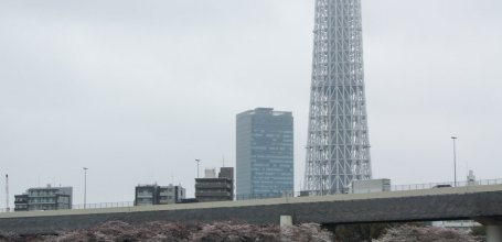 Parc Sumida (Tokyo), cerisiers en fleurs sous la pluie