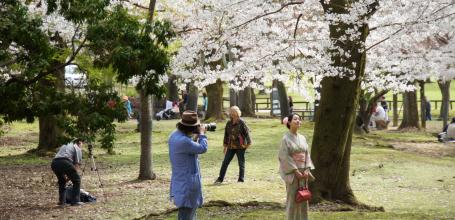 Todai-ji (Nara), Femme en kimono sous les cerisiers en fleurs au printemps 2