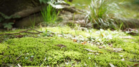Tapis de mousse au jardin Sankei-en à Yokohama