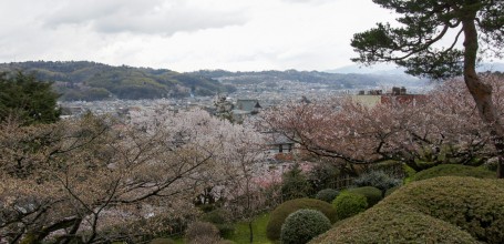 Jardin Kenrokuen à Kanazawa, Vue sur la ville et cerisiers en fleurs au premier plan