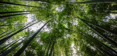 Temple Hokoku-ji à Kamakura, Bambouseraie