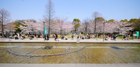 Keitaku-en (Osaka), Cerisiers en fleur en direction du Zoo Municipal 2