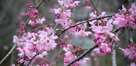 Cerisier précoce Okame-zakura en fleurs à la même période que les pruniers 2