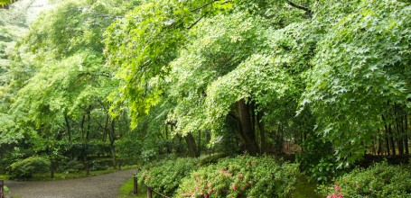 Temple Jizo-in à Kyoto, Jardin 4