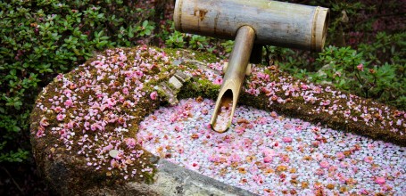 Shoren-in (Kyoto), Bassin orné de fleurs de prunier