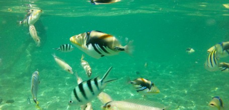 Ile de Kume-jima à Okinawa, Vue sous-marine de poissons tropicaux