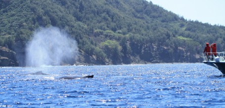 Archipel d'Ogasawara, Observation des baleines