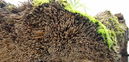 Shirakawa-go, Détail d'une botte de chaume retirée d'un toit