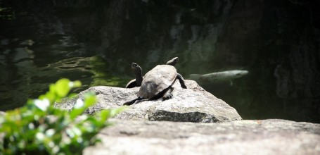 Toyokawa Inari (Aichi), Tortues et carpes koi dans l'étang