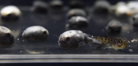 Aquarium Kamo Kurage (Tsuruoka), poissons exotiques 3