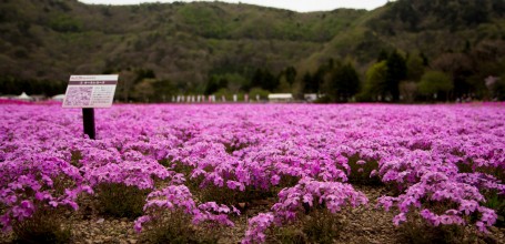 Cerisiers-pelouses au Fuji Shibazakura Matsuri 