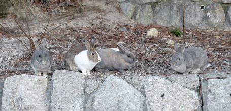 Okunoshima, Lapins 3