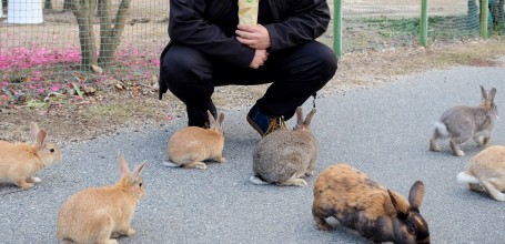 Okunoshima, Lapins
