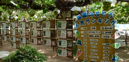 Présentation des différents types de raisin à cueillir à la ferme Shirone Grape Garden à Niigata
