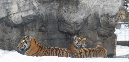 Asahikawa, Zoo Asahiyama Dobutsuen 8