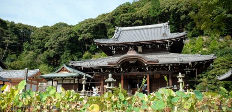 Mimuroto-ji, Parterres de lotus devant Hondo