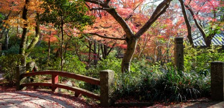 érables japonais au Mitaki-dera 3