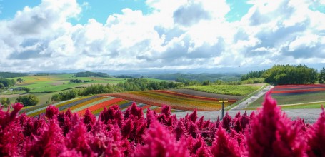 Biei (Hokkaido), Champs de fleurs de Shikisai-no-oka 5