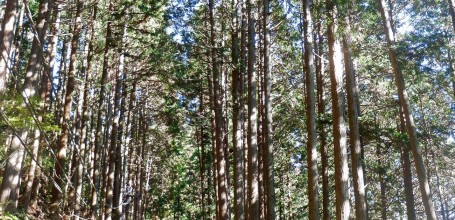 Randonnée de Mitake-san 2