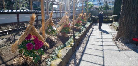 Jardin de pivoines d'hiver Botan-en au Ueno Toshogu