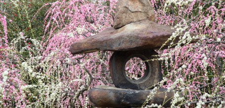 Forêt de pruniers pleureurs (shidare ume) au sanctuaire Jonan-gu (Kyoto)