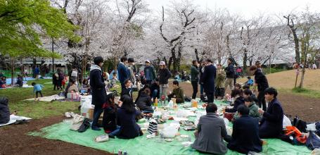 Parc Asukayama (Tokyo), jeunes japonais pique-niquant sous les cerisiers en fleurs