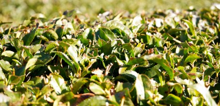 Plantations de thé Obuchi Sasaba de la ville de Fuji (Shizuoka) 2