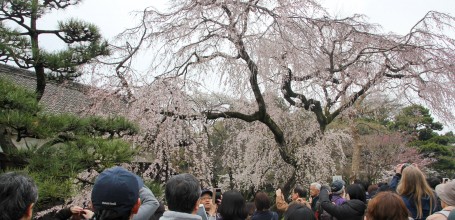 Inui-dori, Visiteurs photographiant les sakura 2