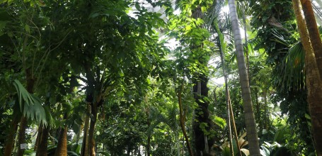 Serre tropicale du Jardin botanique de Kyoto 3