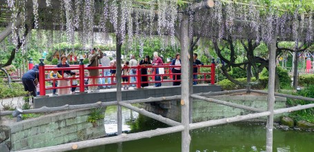 Pont Hira-bashi et glycines en fin de floraison au sanctuaire Kameido Tenjin à Tokyo