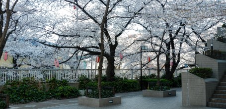 Promenade sous les cerisiers à Omokage-bashi 3