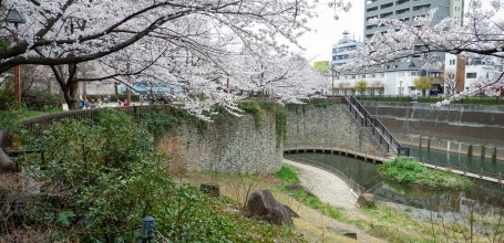 Parc Otonashi Sakura Ryokuchi (Otonashi Sakura Green Park) au bord de la rivière Shakuji-gawa à Tokyo