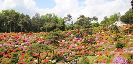 Vue sur les azalées du temple Shiofune Kannon-ji à Ome 