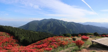 Vue sur les azalées du mont Yamato Katsuragi-san (Nara)