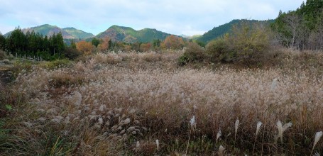 Thérapie en forêt de Yoshino, vue sur la campagne japonaise