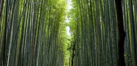 Bambouseraie d'Arashiyama à Kyoto en juin 2020