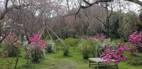 Haradani-en, vue sur le jardin avant le pic de floraison fin mars 2