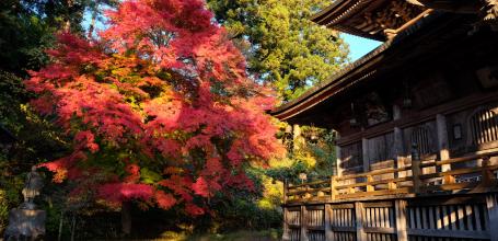 Oku Aizu (Yanaizu), pavillon du temple Enzo-ji et érable rouge en automne