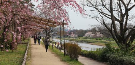 Chemin Nakaragi (Kyoto), tunnel de cerisiers pleureurs pendant la floraison 2